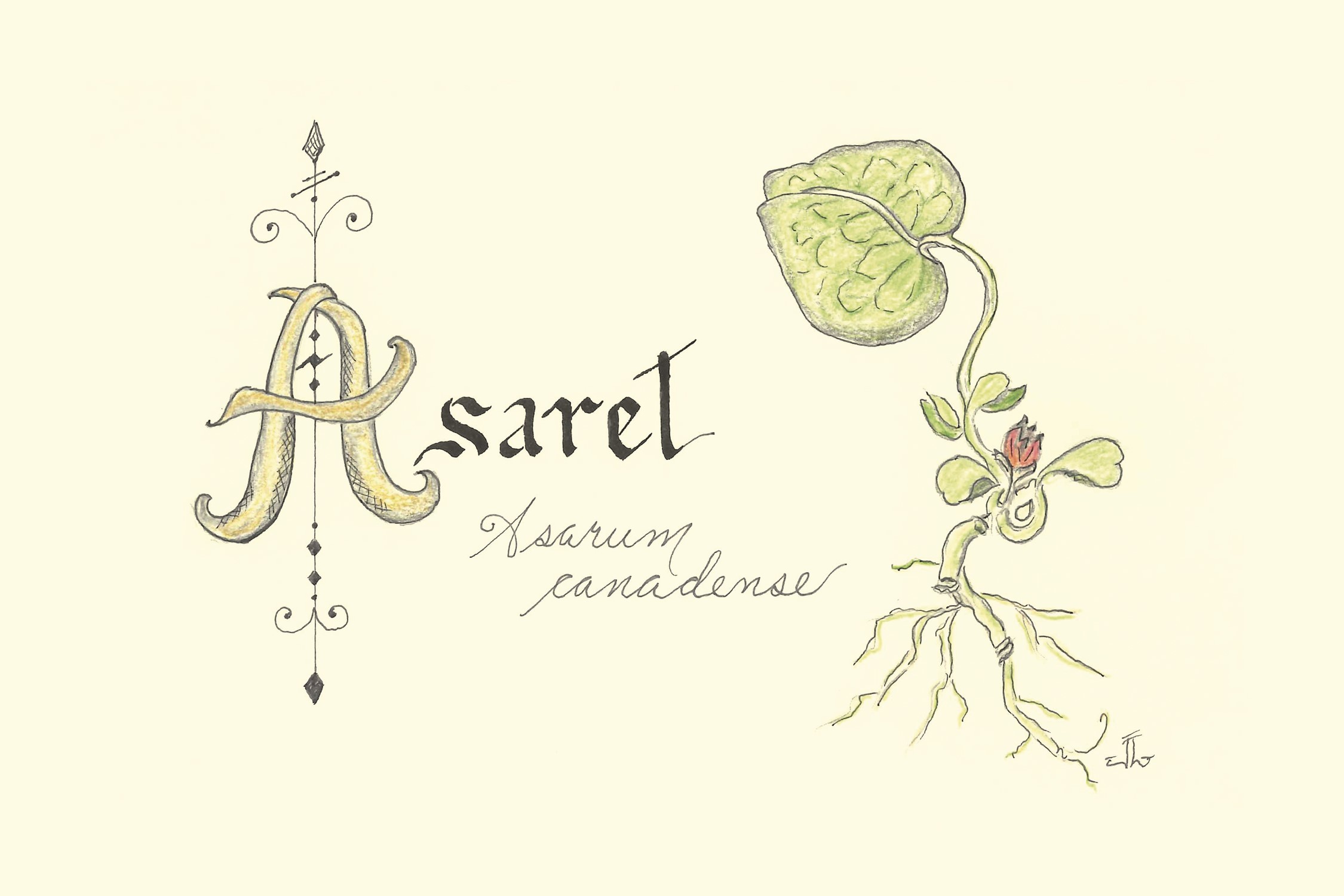 Asaret
