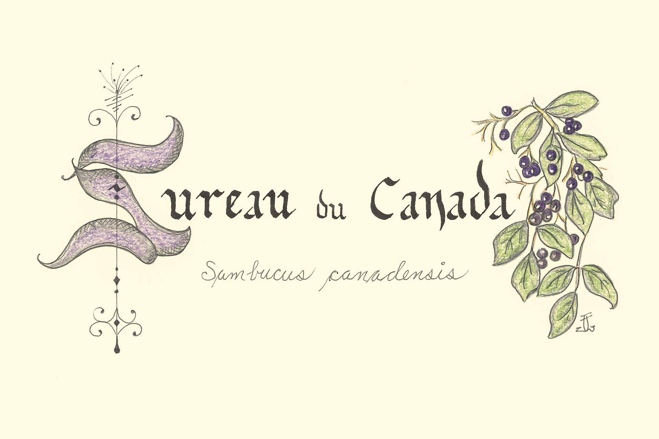 Sureau du Canada