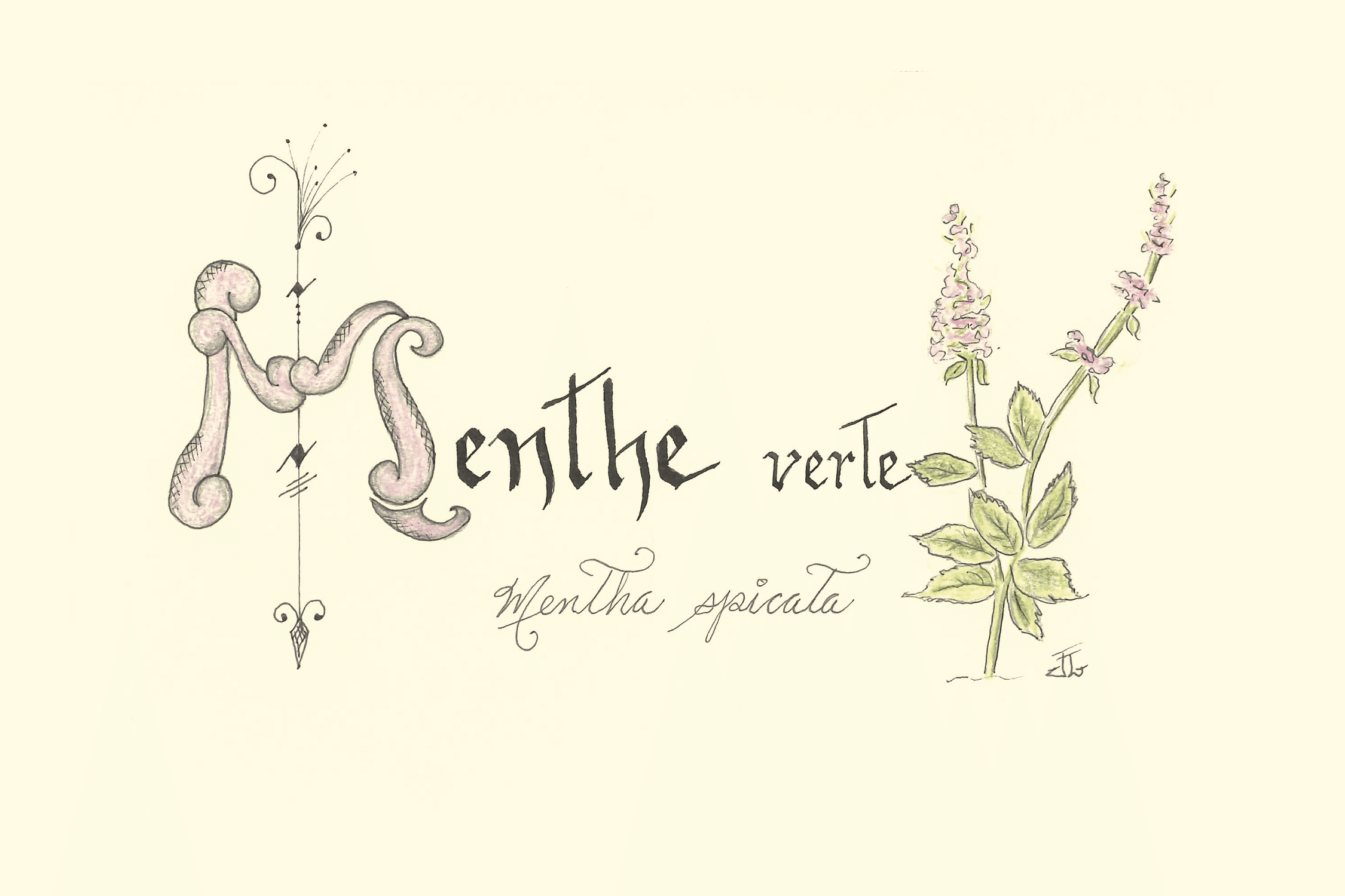 Menthe-verte