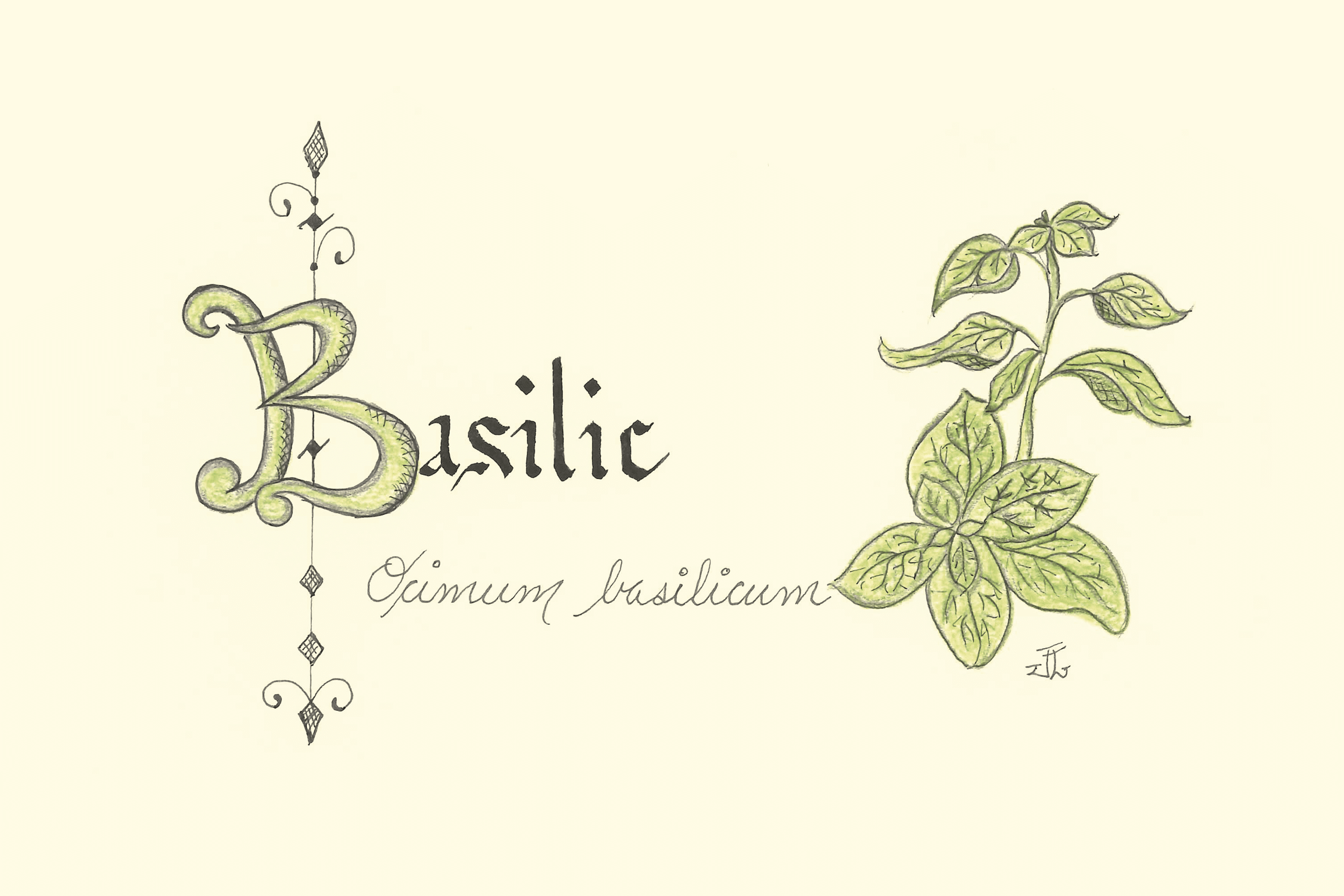 basilic