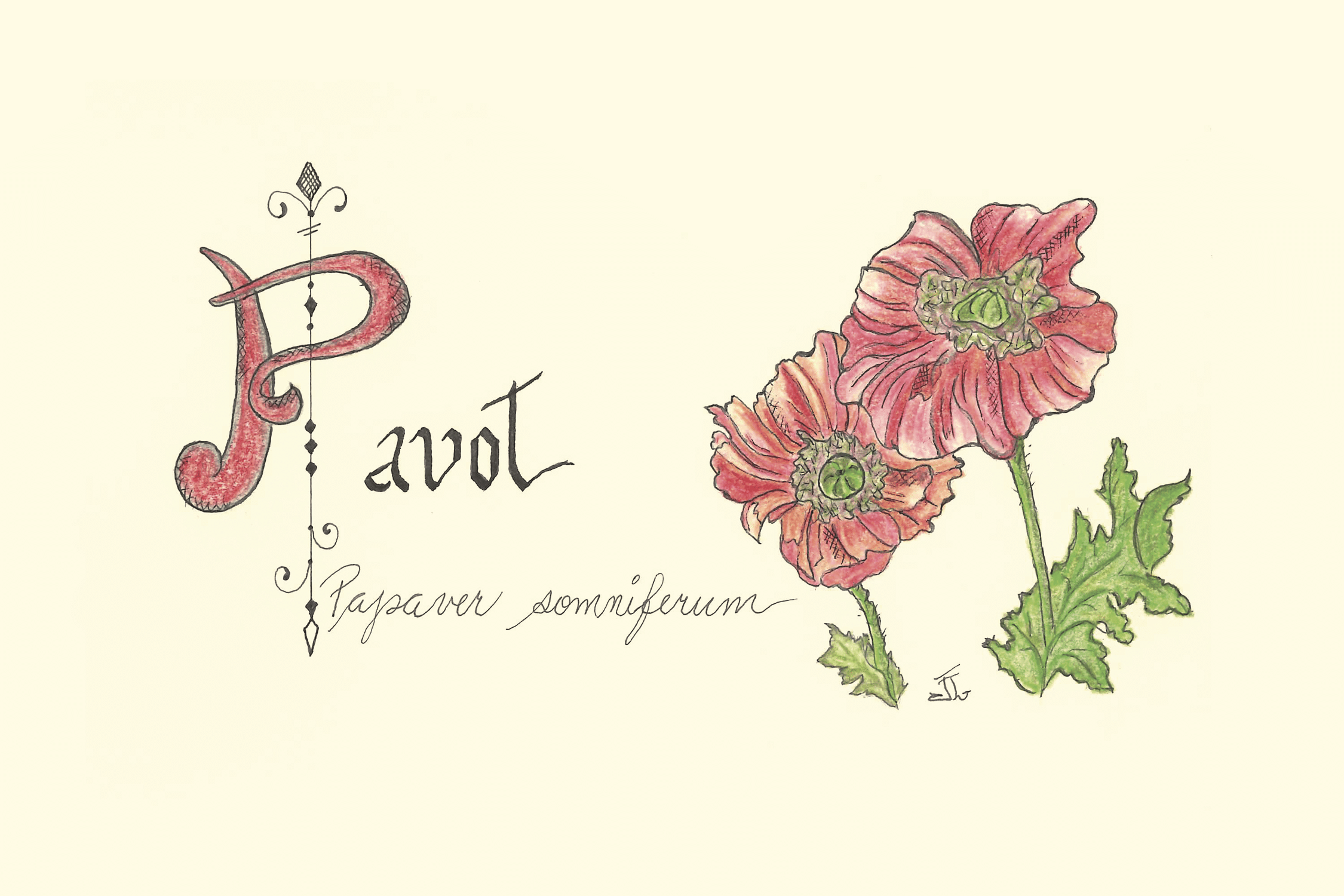 pavot