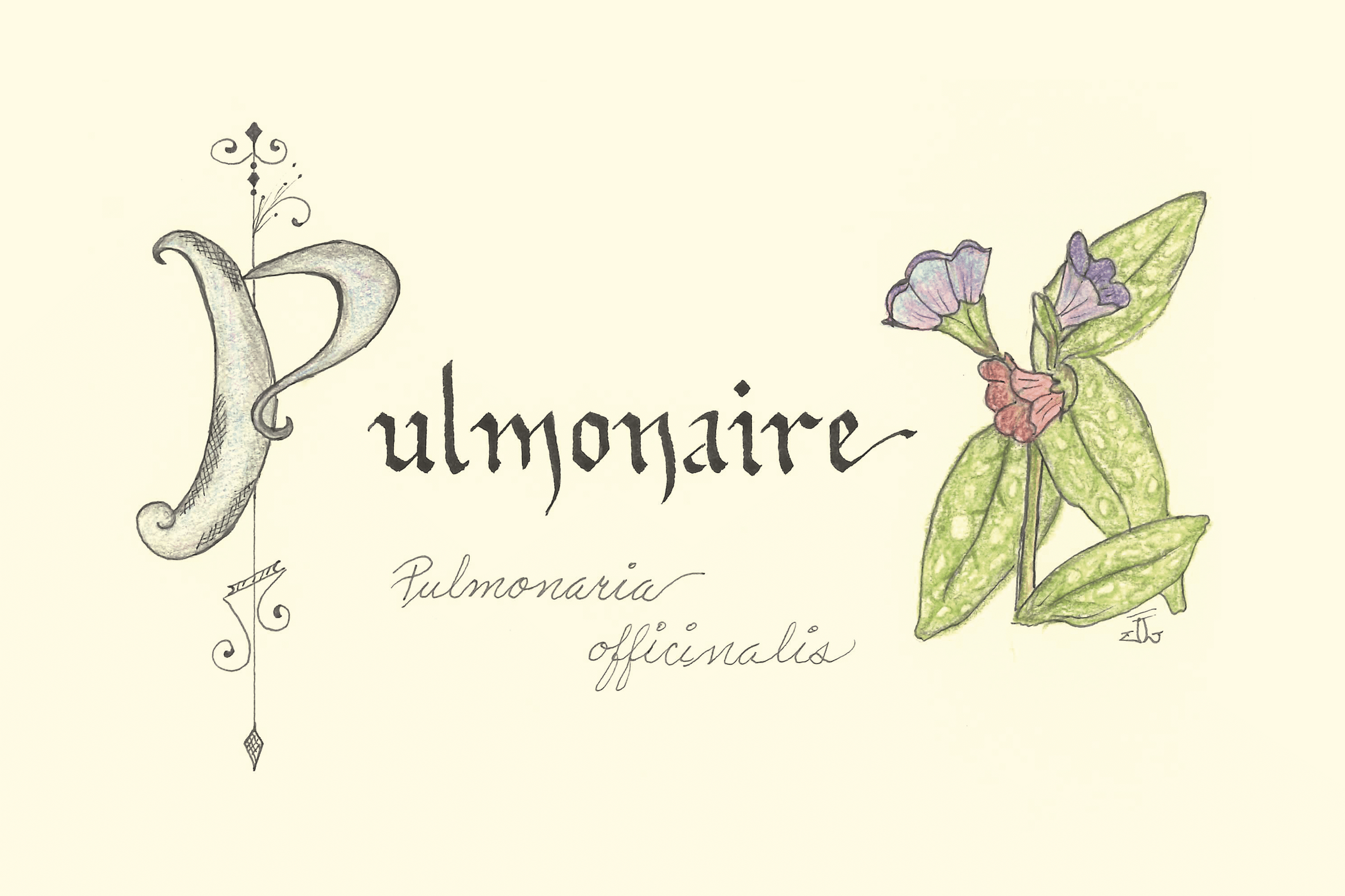 pulmonaire