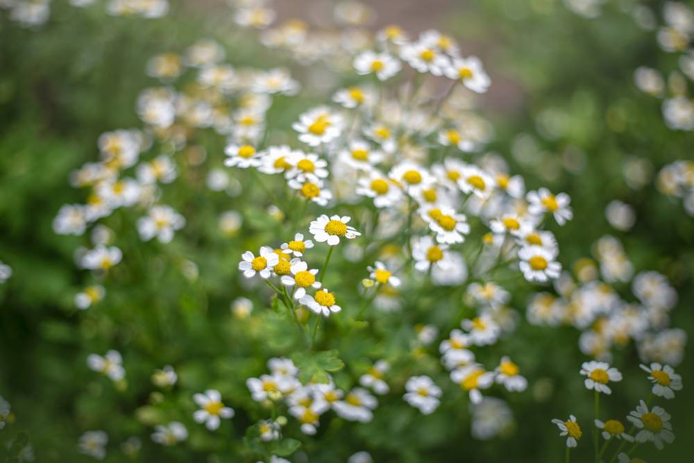 camomille-fleurs-champ-1